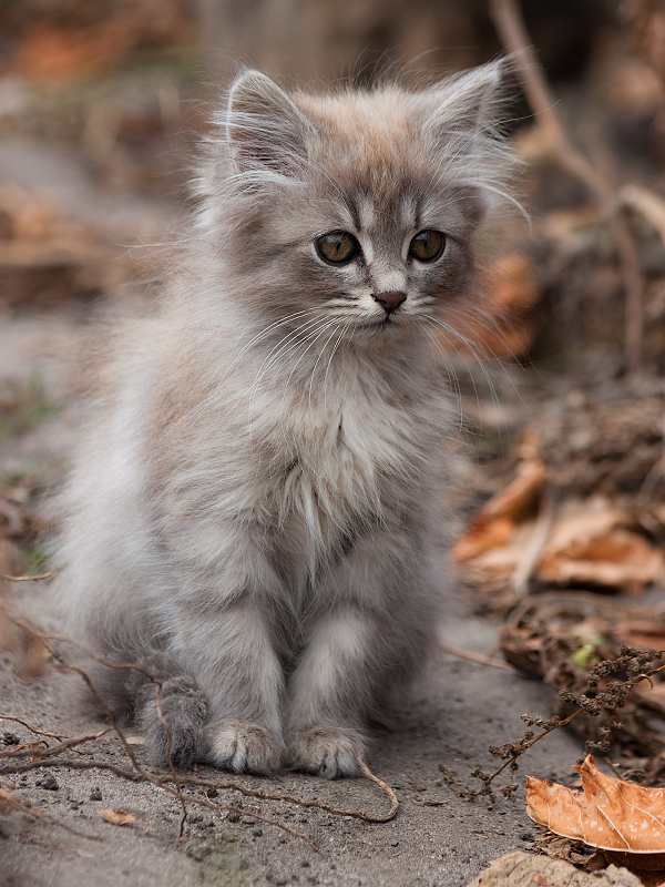 фото "***" метки: разное, 