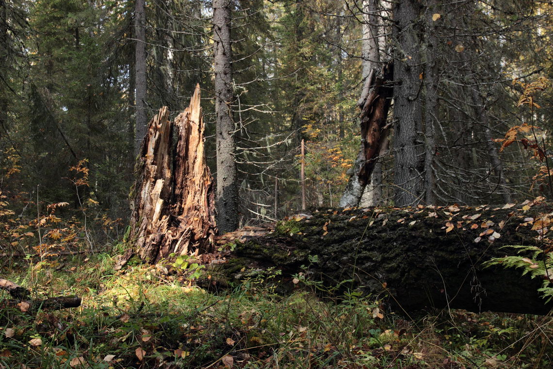 фото "Старый лес - 1" метки: пейзаж, 
