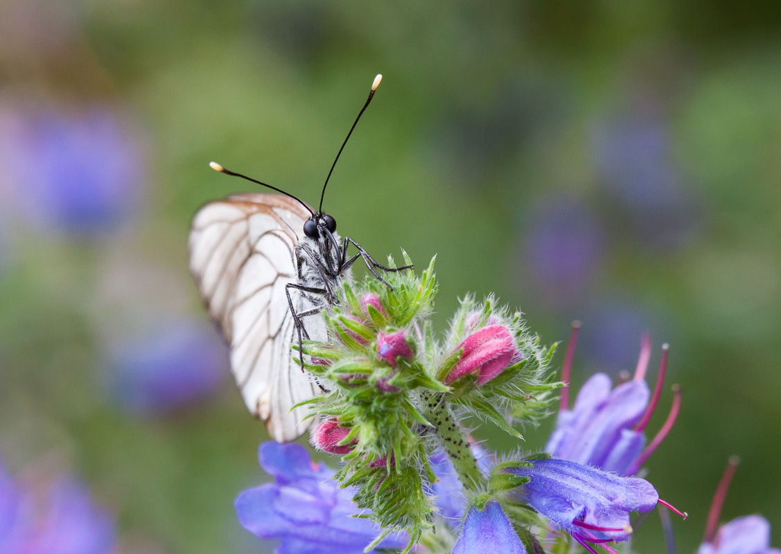 photo "***" tags: macro and close-up, butterfly