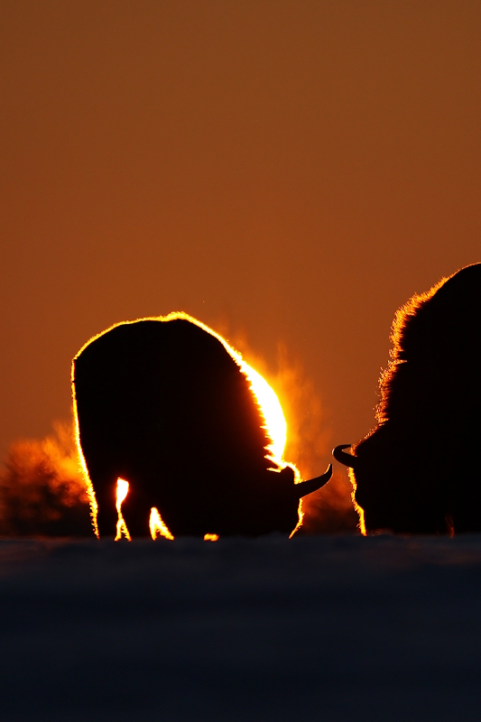 photo "breakfast" tags: nature, 