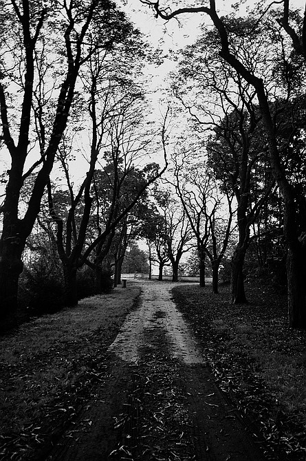 photo "Деревья и дорога" tags: black&white, Prag, Prague, Praha