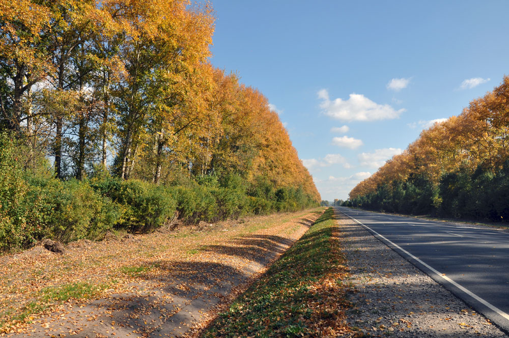 фото "дорога на Козельск" метки: пейзаж, дорога, осень