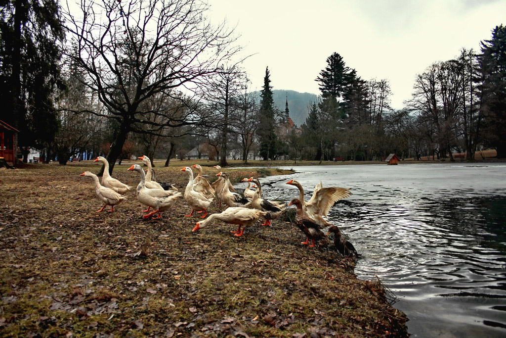 photo "***" tags: landscape, nature, travel, Europe, lake, meadow, pets/farm animals, water