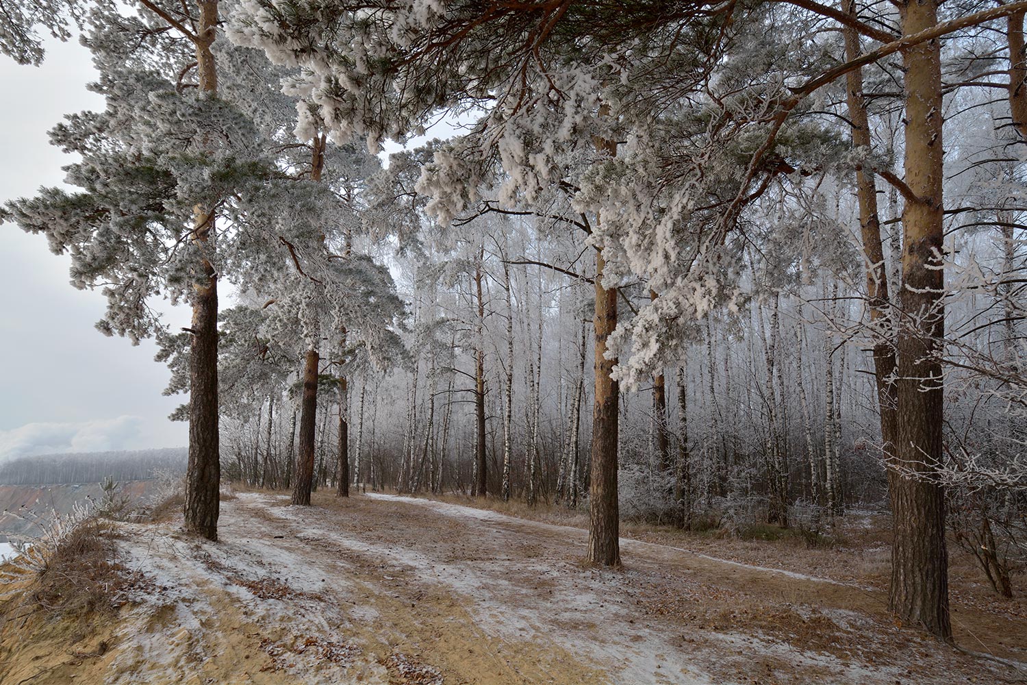 photo "***" tags: landscape, forest, hoarfrost