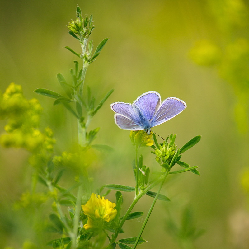 photo "***" tags: nature, macro and close-up, 