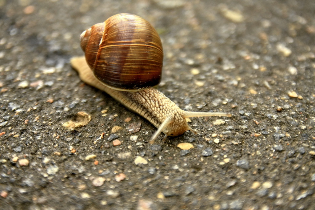 photo "***" tags: landscape, street, genre, Europe, wild animals