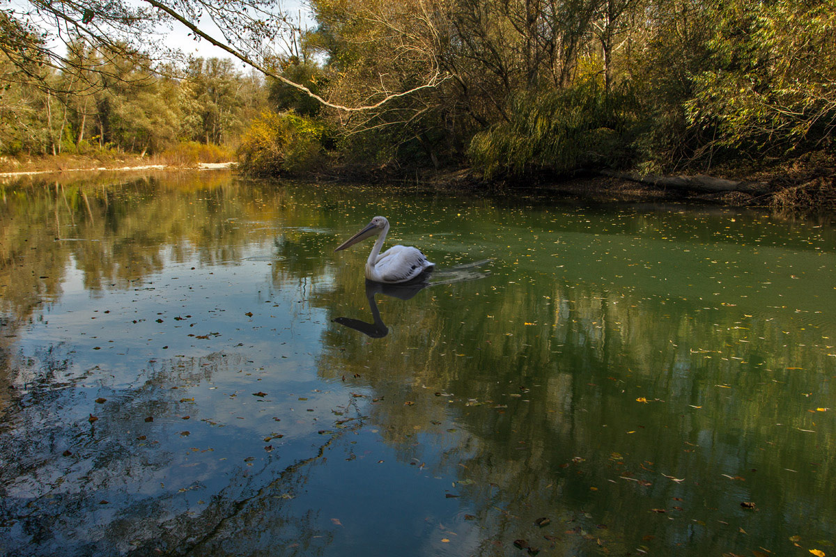 photo "***" tags: landscape, water, wild animals