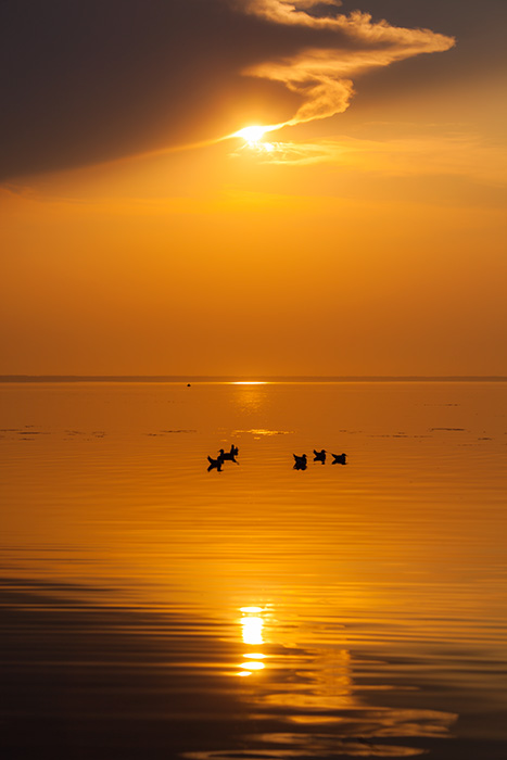 photo "Meditation on gulls" tags: landscape, nature, travel, Russia, evening, lake, summer, sunset, water, Переславль, медитация, оранжевый, отдых, чайки