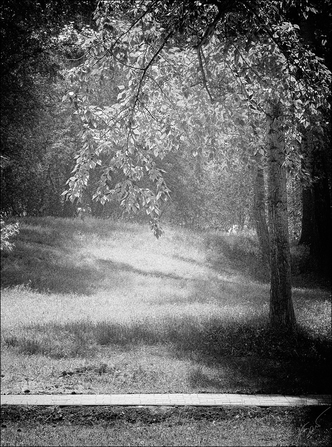 photo "[LXVI]" tags: black&white, landscape, bw, tree, Томск, дорожка, листва