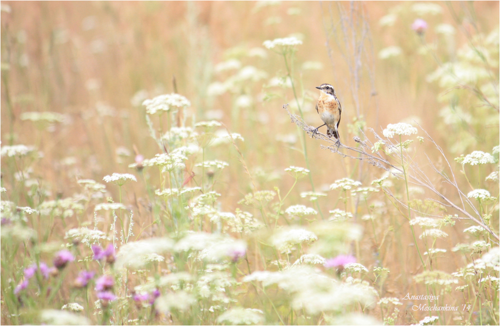 photo "***" tags: nature, summer