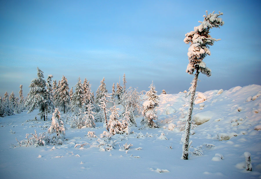 фото "Якутские морозы 2" метки: пейзаж, Якутия, мороз, тайга