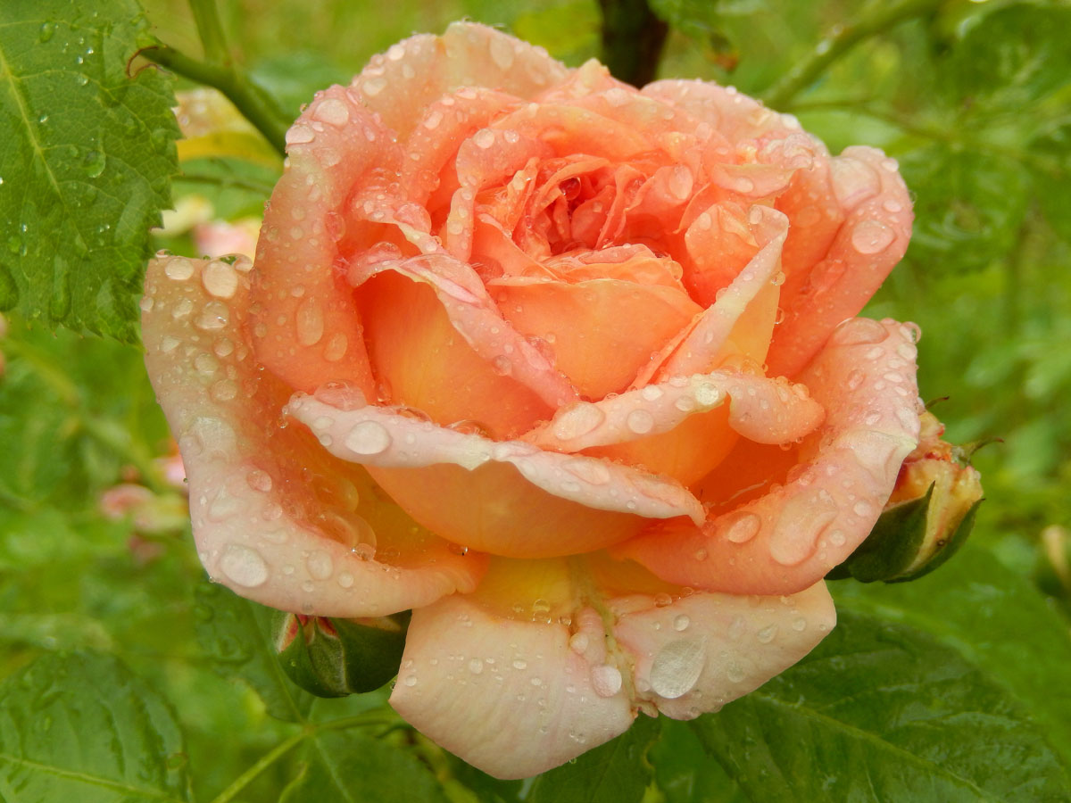 фото "Свежесть розы" метки: разное, лето, роза, роса, свежесть, утро, цветы