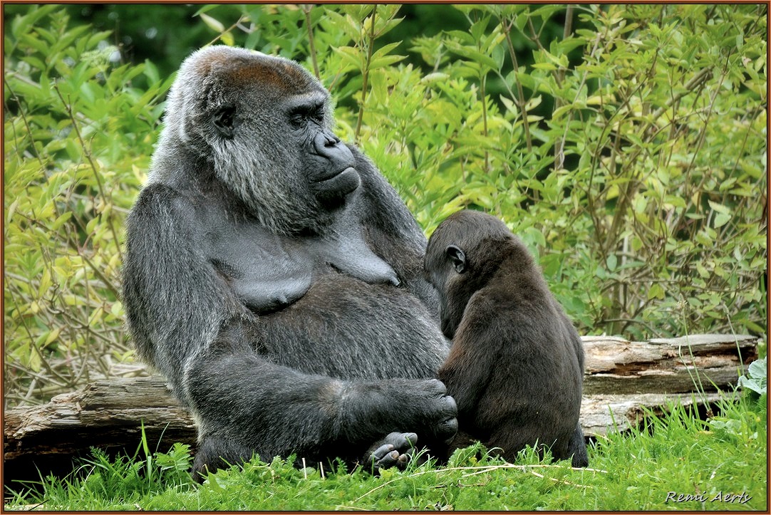 фото "Baby-sit" метки: природа, репортаж, портрет, 