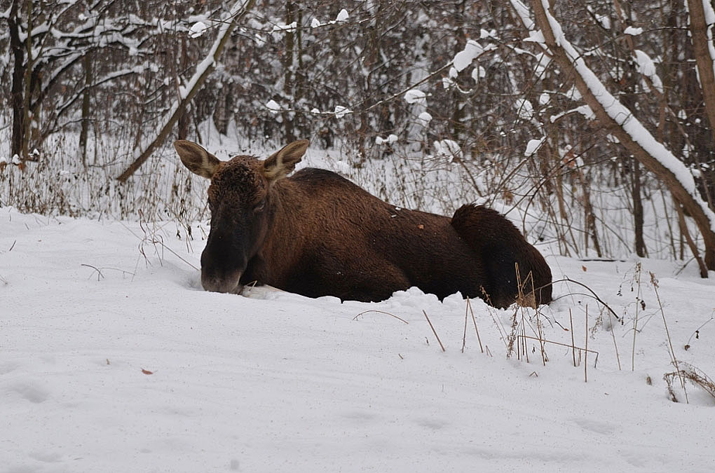 photo "***" tags: nature, Moscow, winter, животные, лось