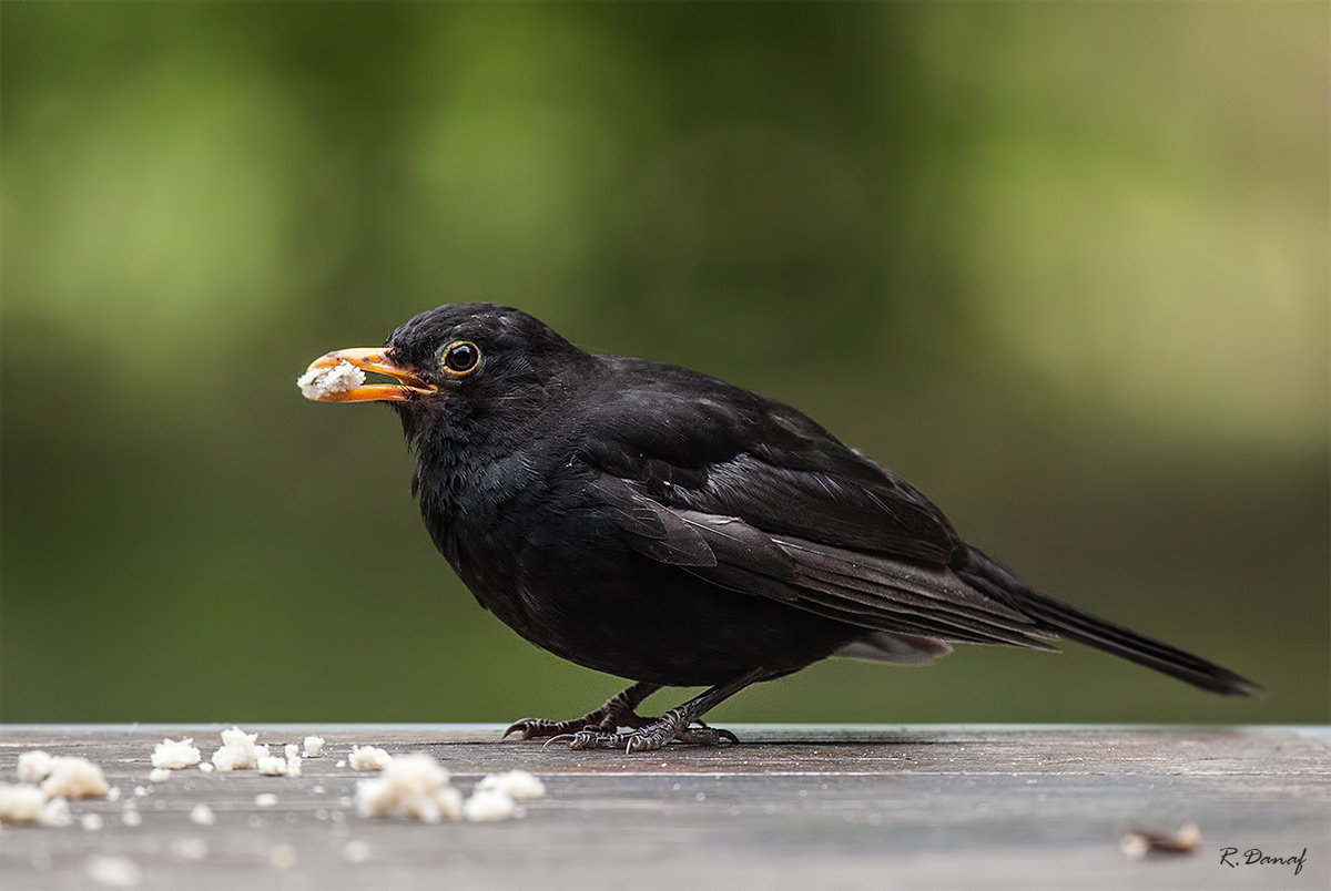 фото "Lunch time" метки: природа, 