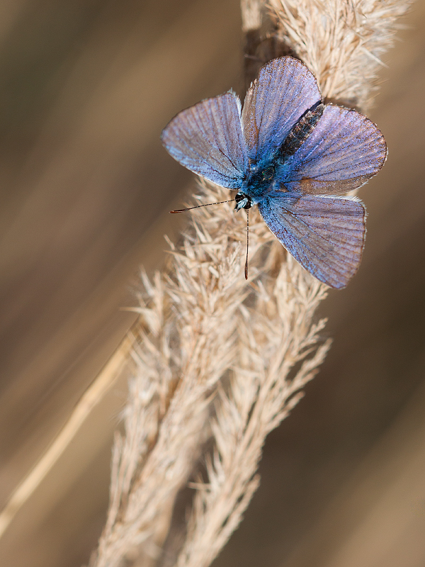 photo "***" tags: macro and close-up, 