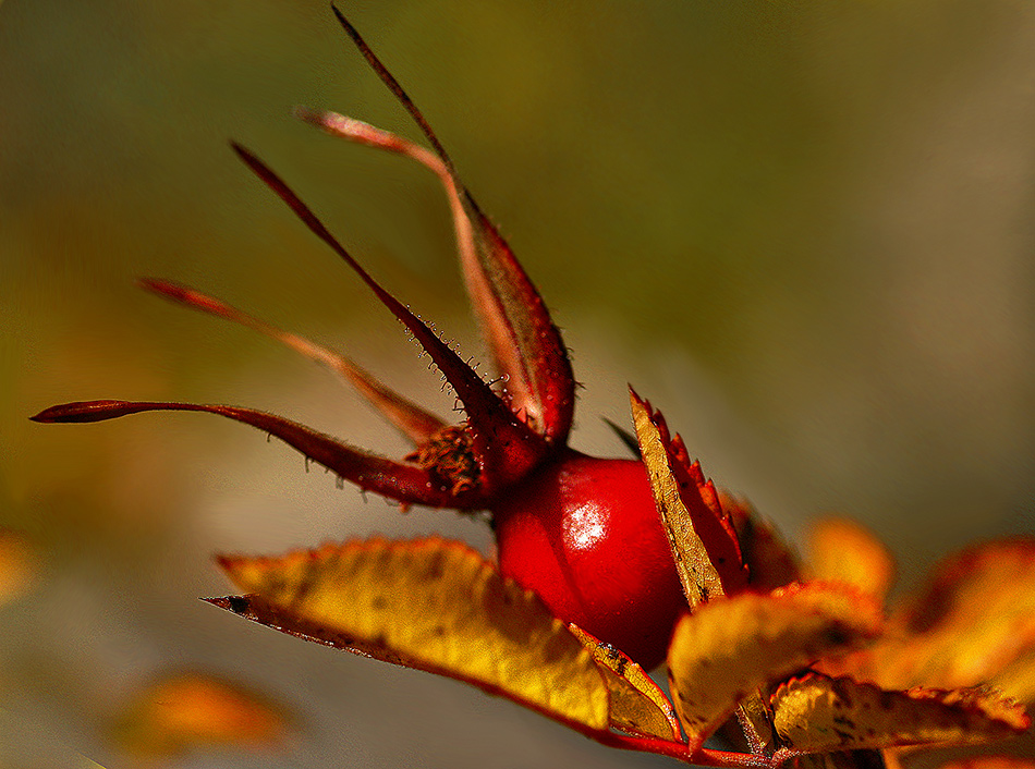 photo "***" tags: macro and close-up, 