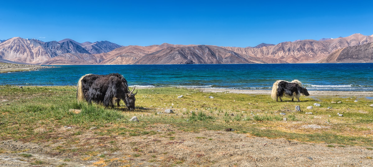 photo "Yaks" tags: travel, landscape, lake, mountains, Западный Тибет, Ладакх, индия, як.