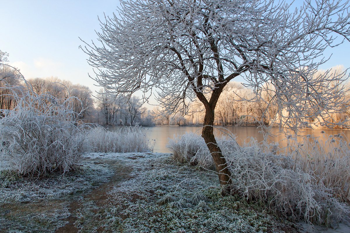фото "кудрявое" метки: пейзаж, зима, иней