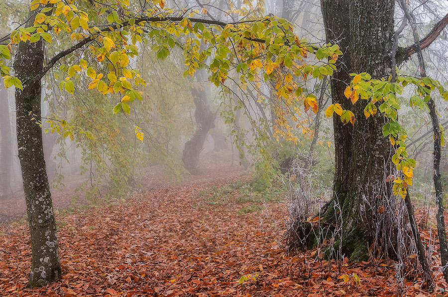 photo "***" tags: nature, forest, Кавказ