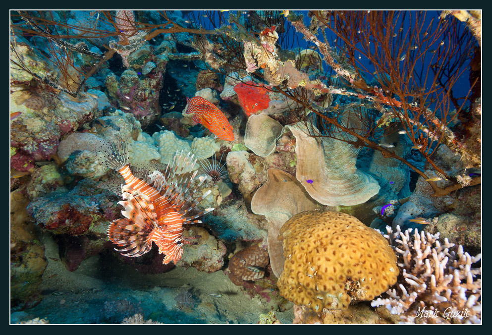 photo "Notes from the reef-2" tags: underwater, 