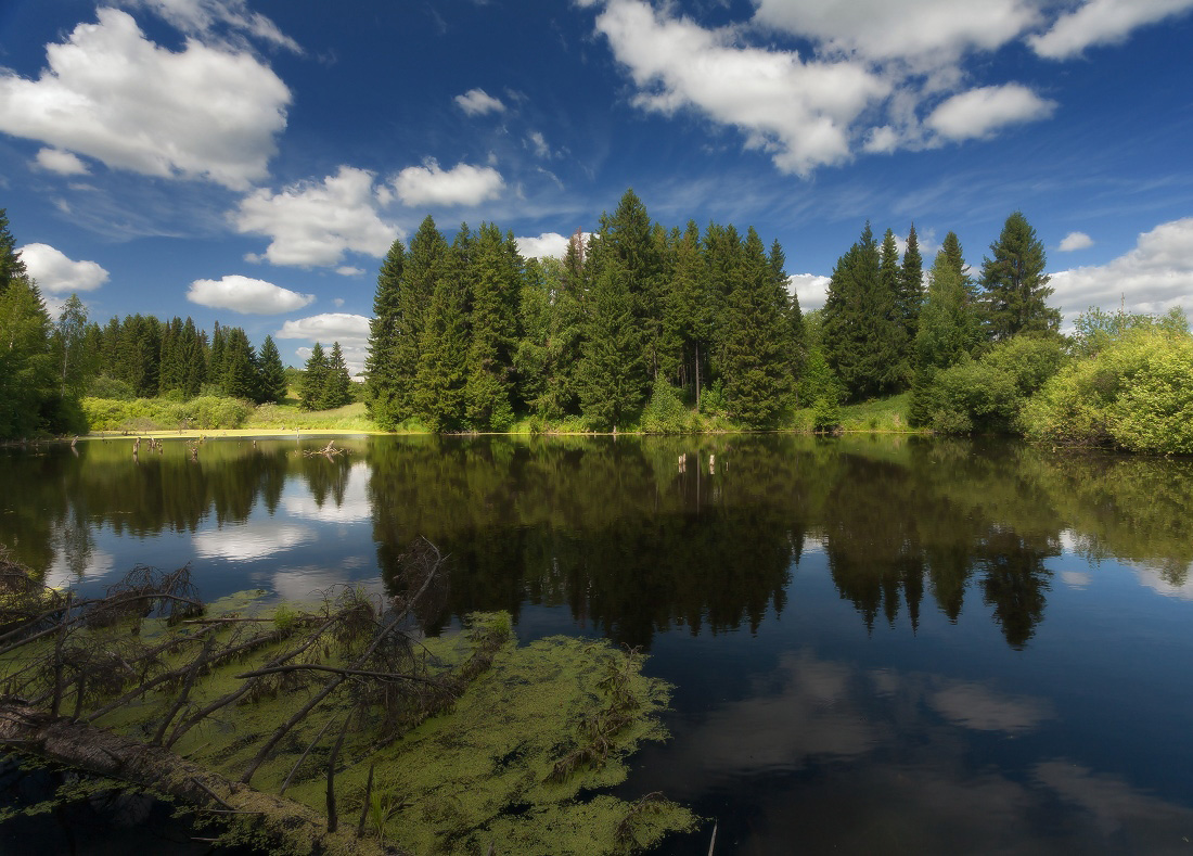 photo "***" tags: landscape, clouds, forest, grass, lake, reflections, summer, елки