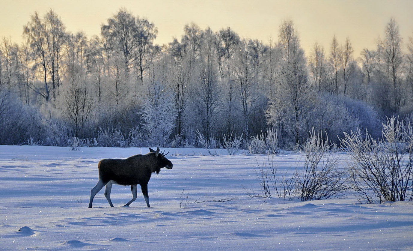 photo "***" tags: nature, 