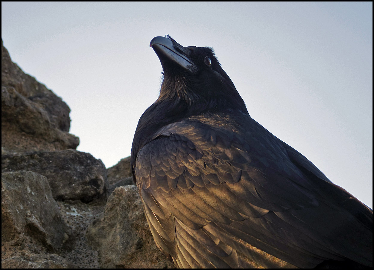 photo "Raven ..." tags: macro and close-up, 