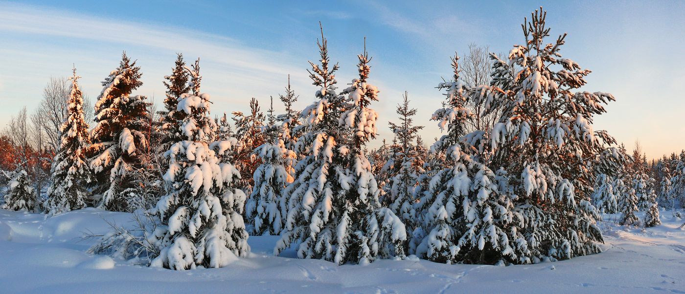 photo "***" tags: landscape, nature, forest, sunset, winter