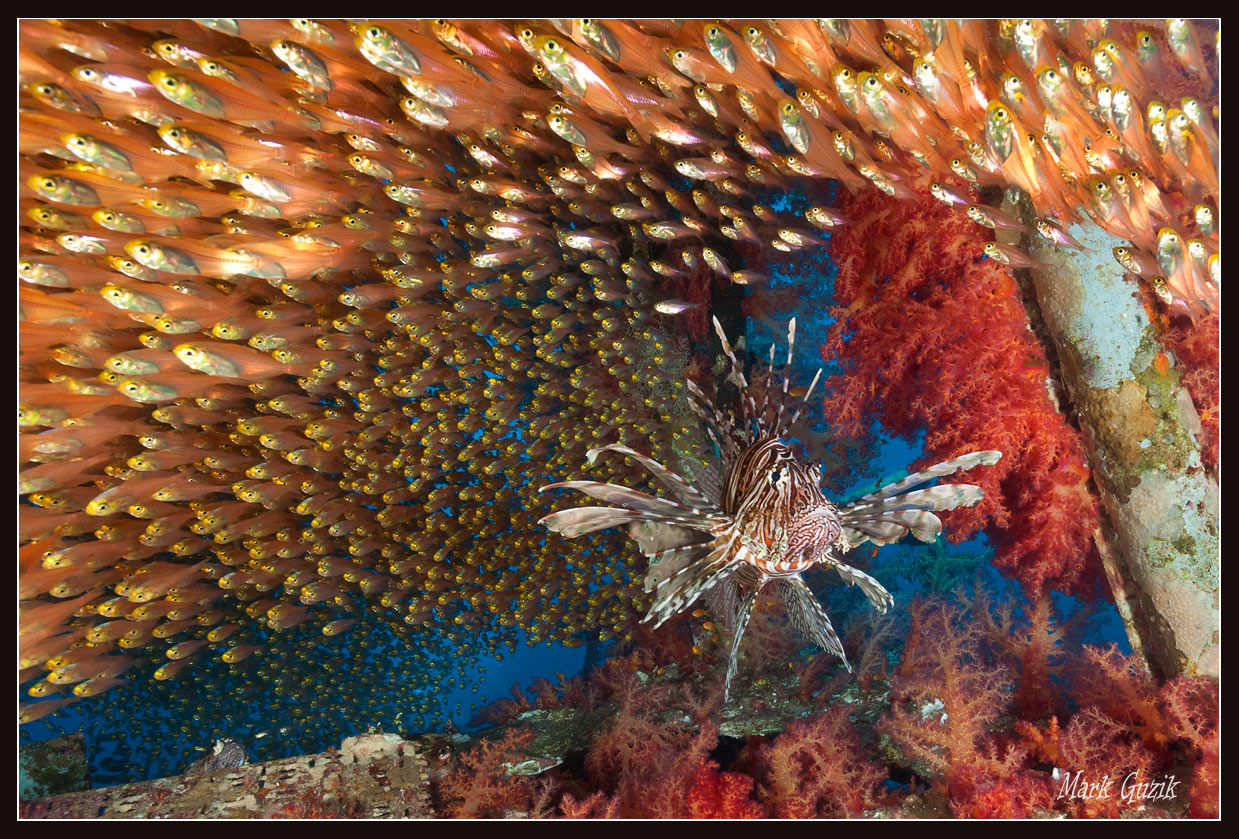 photo "Flight" tags: underwater, 