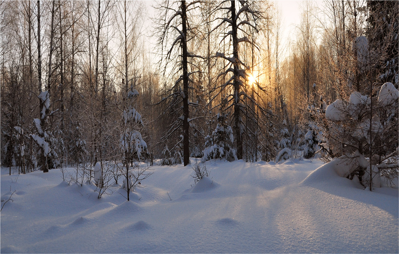 photo "***" tags: landscape, travel, nature, forest, snow, winter