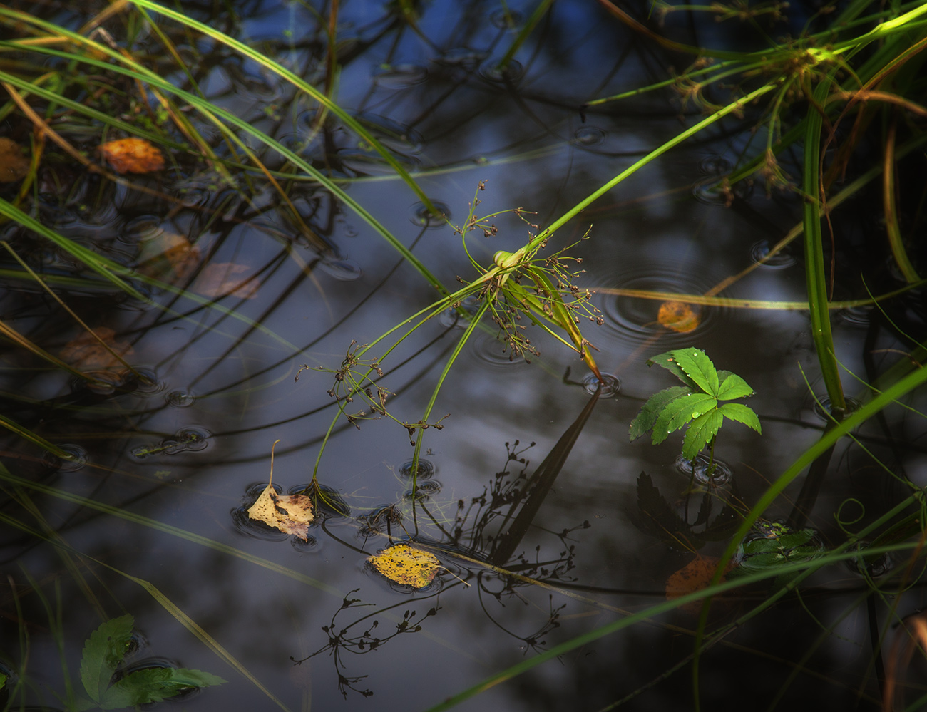 photo "***" tags: macro and close-up, nature, 