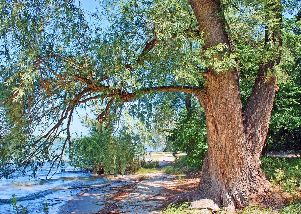 фото "В три обхвата" метки: природа, вода, лес, лето