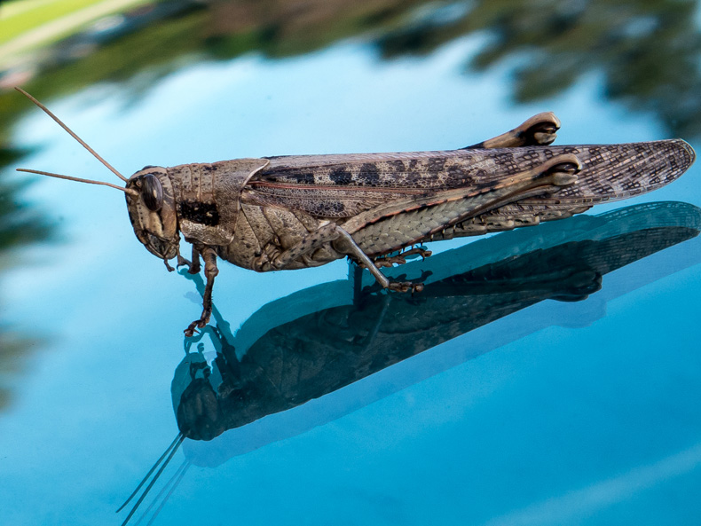 фото "Grasshopper" метки: макро и крупный план, природа, 