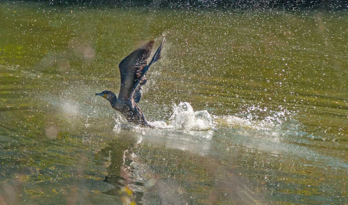 photo "Take Off" tags: nature, travel, portrait, Europe, Tagus, Tejo, animals, birds, estuary, portugal, river, water, wild animals