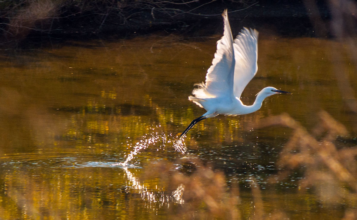 photo "White Heron take off" tags: nature, macro and close-up, landscape, Europe, Tagus, Tejo, animals, estuary, portugal, river, water, wild animals