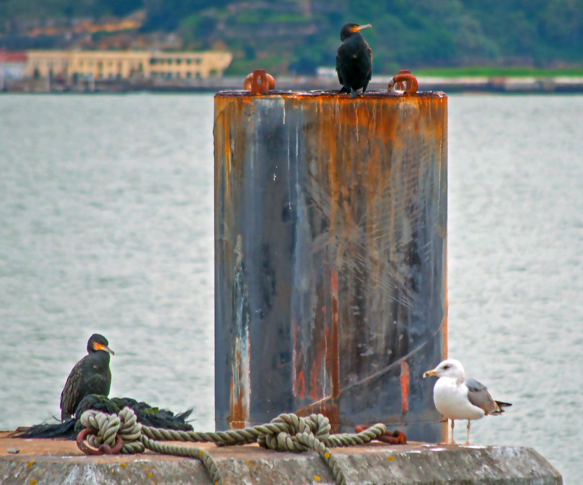 photo "Just Friends" tags: nature, macro and close-up, landscape, Europe, Lisbon, animals, birds, harbour, ocean, portugal, wild animals