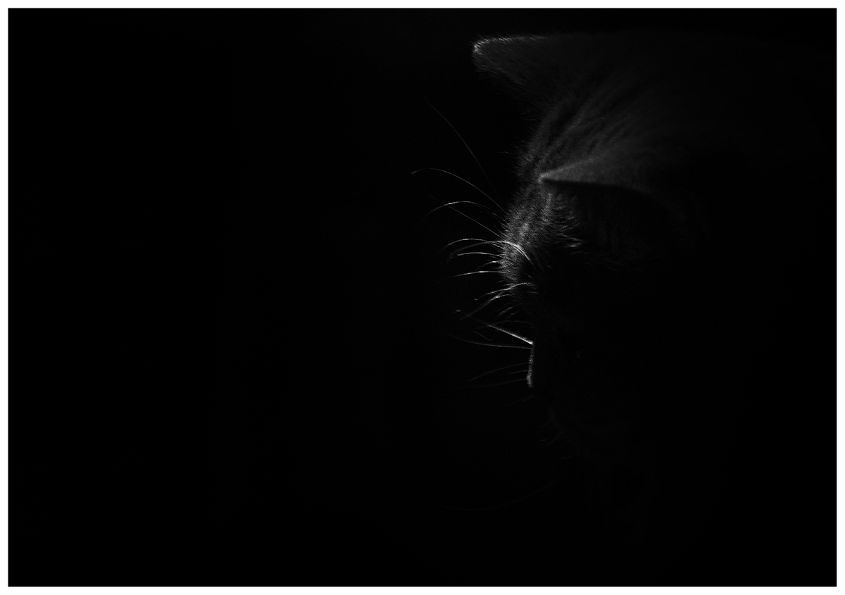 photo "***" tags: black&white, misc., abstract, cat, light, night, tomcat, животные, кошки, монохром, силуэт