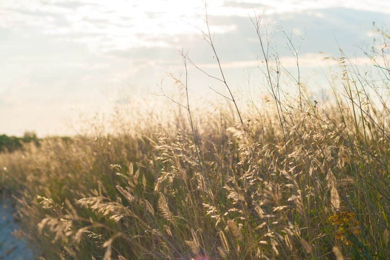 фото "летняя трава" метки: природа, макро и крупный план, 