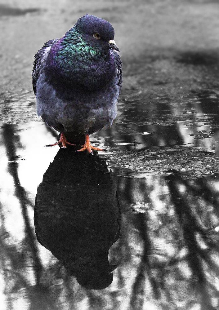 фото "***" метки: природа, 