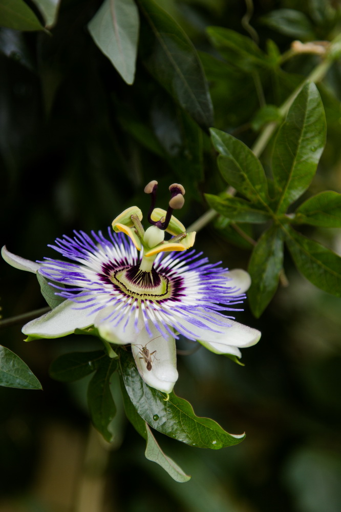 photo "***" tags: macro and close-up, 