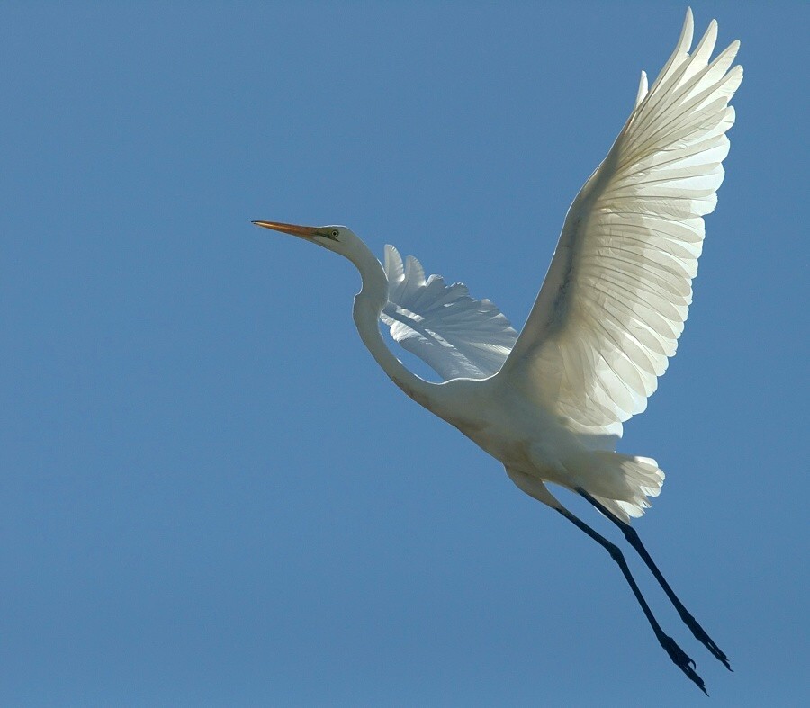 фото "White Heron" метки: природа, 