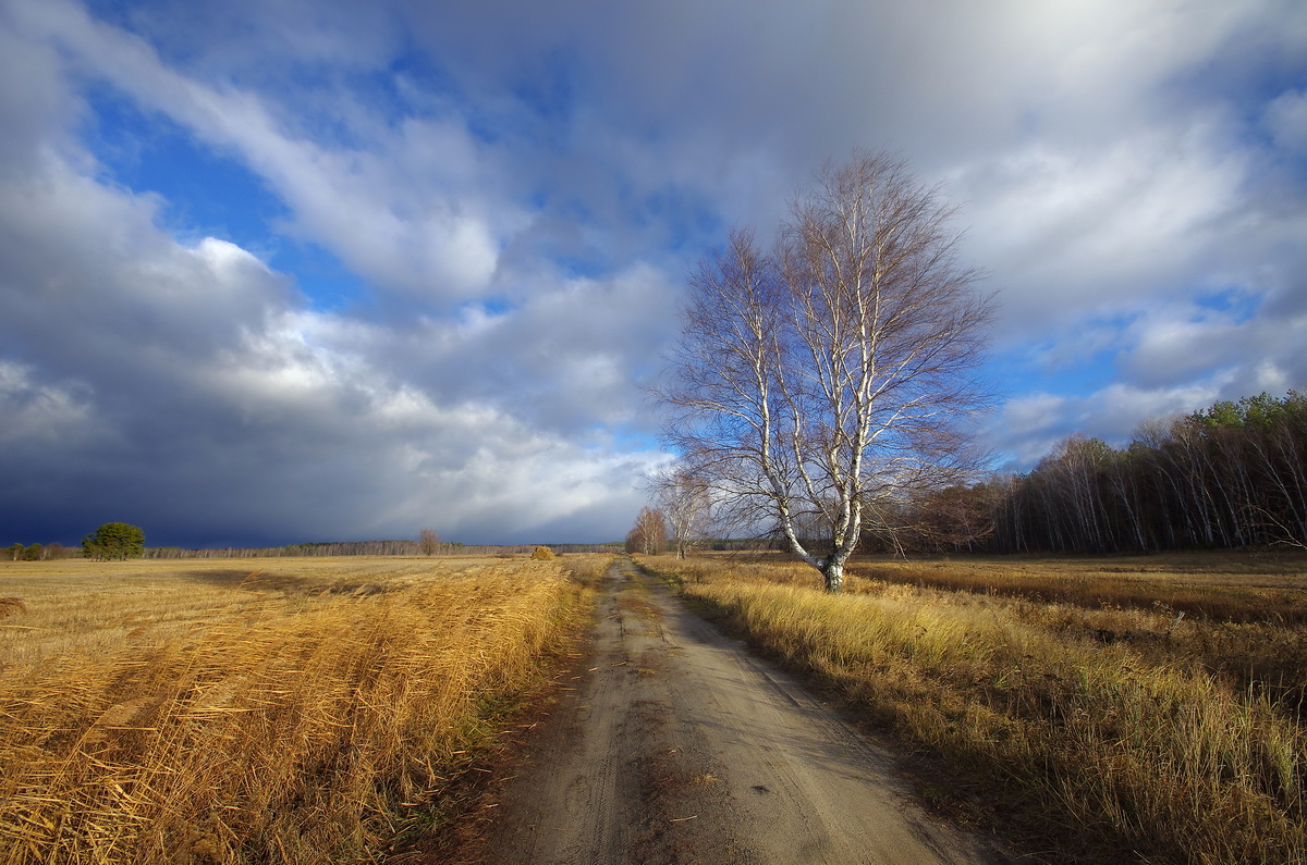 фото "По дороге с облаками" метки: пейзаж, Беларусь, декабрь 2014, дерево, дорога, облака, полесье, свет