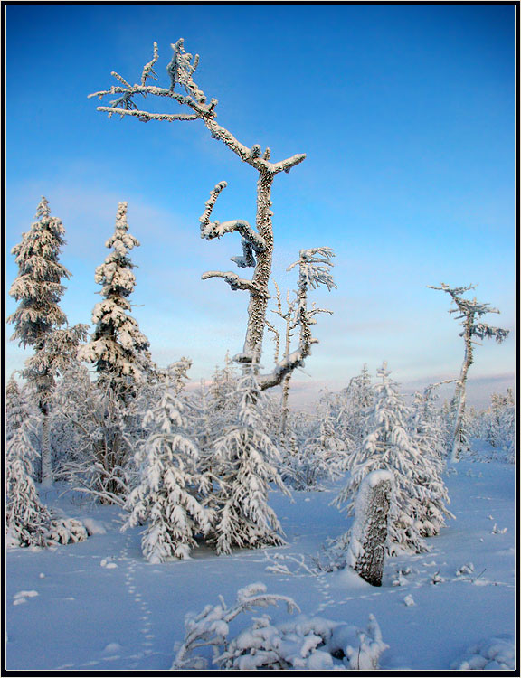 фото "Январские морозы" метки: пейзаж, Якутия, мороз, тайга