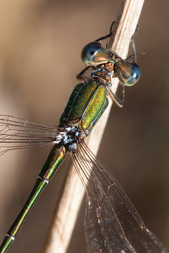 photo "***" tags: macro and close-up, 