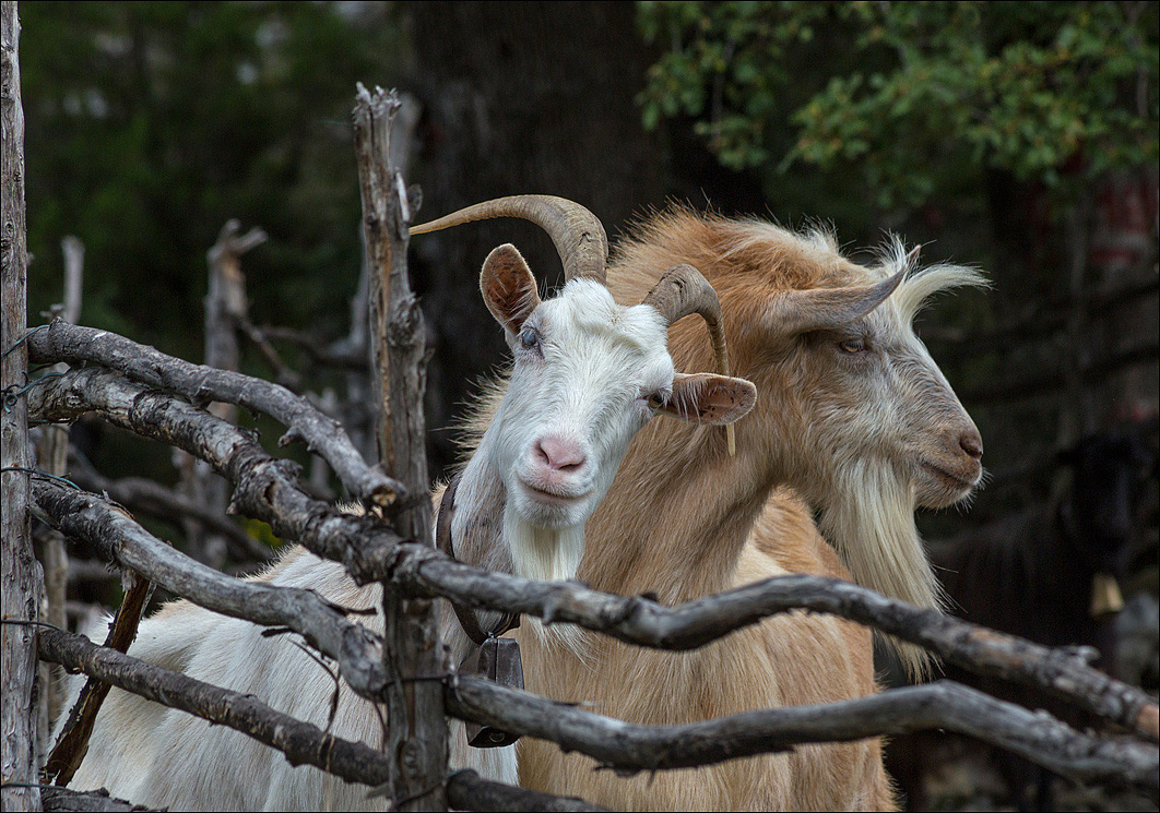 photo "Get out of the corral" tags: genre, portrait, nature, 