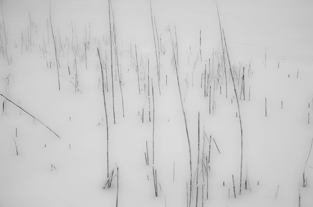 photo "Rhythm grass" tags: landscape, nature, black&white, 