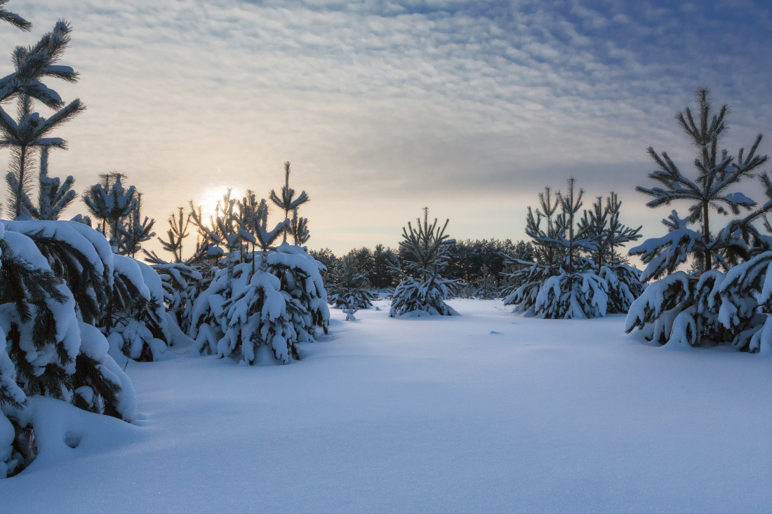Природная зона продолжительная морозная зима. Пейзаж сосны в снегу. Зимний пейзаж снег небо сосны. Елки Удмуртия пейзаж. Сосны в снегу фото.