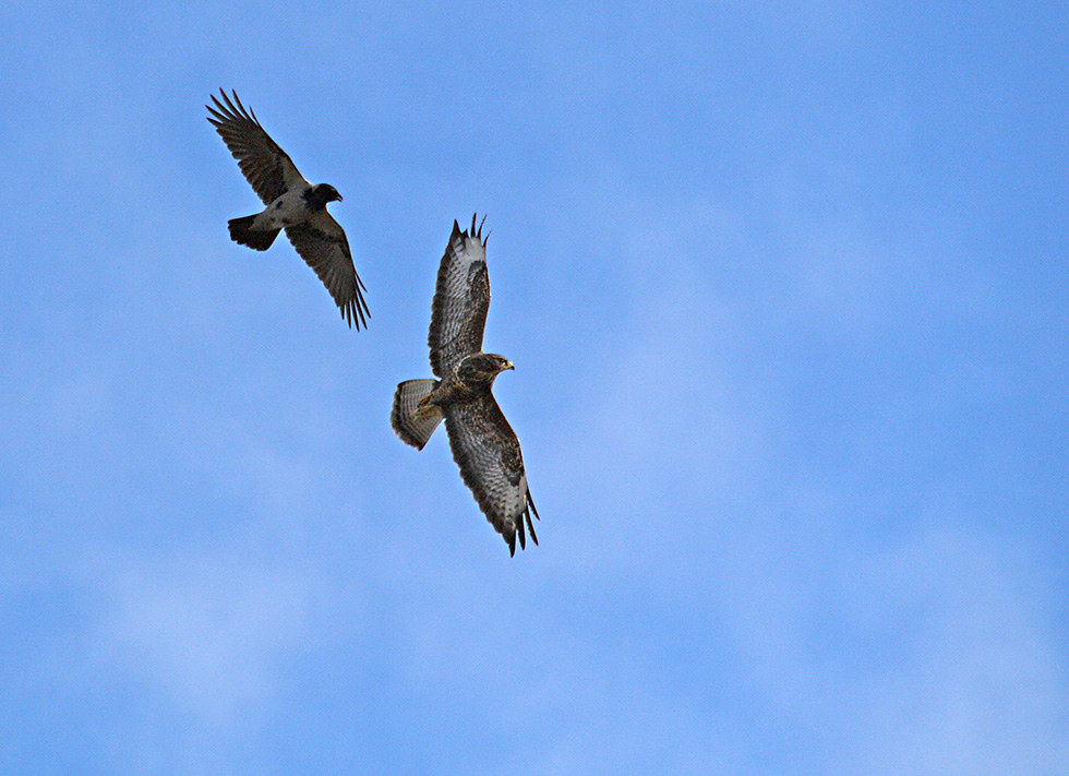 photo "Buzzard & Crow" tags: nature, portrait, reporting, 