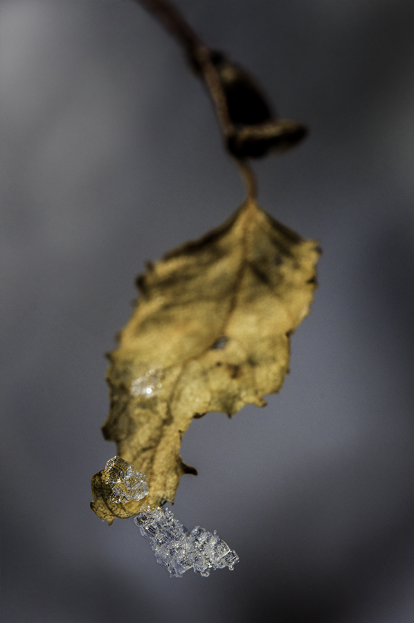 фото "***" метки: макро и крупный план, природа, 